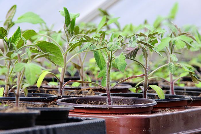 Junge Tomatenpflanzen in Töpfen